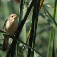 Trzcinniczek - Common Reed Warbler