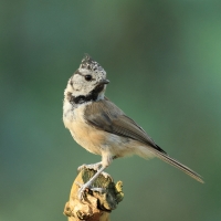 Trzcinniczek - Common Reed Warbler