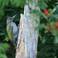 Dzięcioł zielony - Green Woodpecker