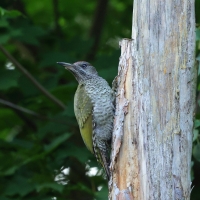 Dzięcioł zielony - Green Woodpecker