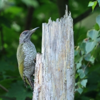 Dzięcioł zielony - Green Woodpecker