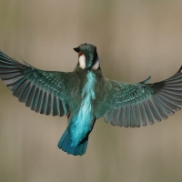 Zimorodek zwyczajny - Common Kingfisher