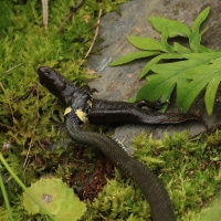 Zaskroniec - Grass snake