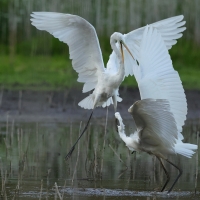 Czapla biała - Western Great Egret