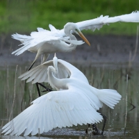 Czapla biała - Western Great Egret