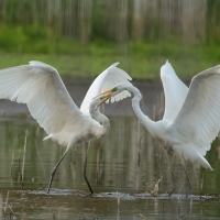 Czapla biała - Western Great Egret