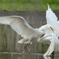 Czapla biała - Western Great Egret