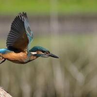 Zimorodek zwyczajny - Common Kingfisher