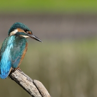 Zimorodek zwyczajny - Common Kingfisher
