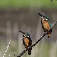Zimorodek zwyczajny - Common Kingfisher