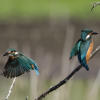 Zimorodek zwyczajny - Common Kingfisher