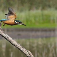 Zimorodek zwyczajny - Common Kingfisher