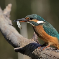 Zimorodek zwyczajny - Common Kingfisher