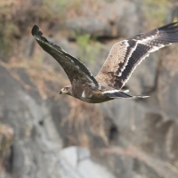 Orzeł stepowy - Steppe Eagle