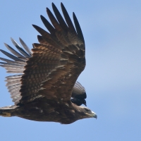 Orzeł sawannowy - Aquila rapax - Tawny Eagle
