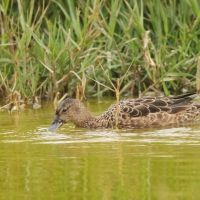 Cynamonka - Cinnamon Teal