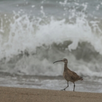 Kulik mniejszy, Numenius phaeopus, Whimbrel