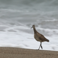 Kulik mniejszy - Numenius phaeopus - Whimbrel