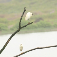 Czapla śnieżna - Snowy Egret