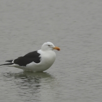 Mewa południowa - Larus dominicanus - Kelp Gull