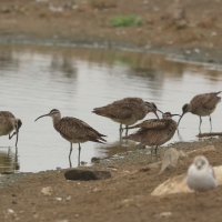 Kulik mniejszy - Numenius phaeopus - Whimbrel