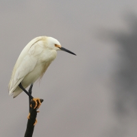 Czapla śnieżna - Snowy Egret
