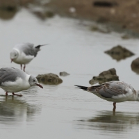 Mewa szarogłowa - Grey-headed Gull