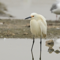 Czapla śnieżna - Snowy Egret
