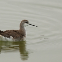 Płatkonóg trójbarwny - Wilson's Phalarope