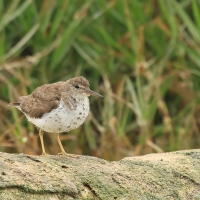 Brodziec plamisty - Actitis macularius - Spotted Sandpiper