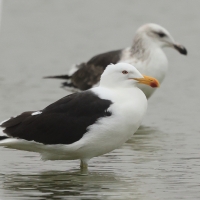 Mewa południowa, Larus dominicanus, Kelp Gull