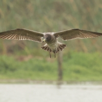 Mewa pręgosterna - Band-tailed Gull