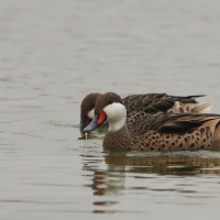 Rożeniec białolicy - White-cheeked Pintail