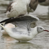 Mewa szarogłowa - Grey-headed Gull