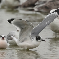 Mewa preriowa - Franklin's Gull