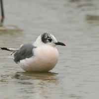 Mewa preriowa - Franklin's Gull