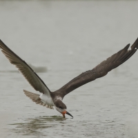 Brzytwodziób amerykański - Black Skimmer