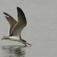 Brzytwodziób amerykański, Rynchops niger, Black Skimmer