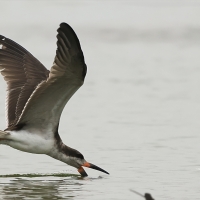 Brzytwodziób amerykański - Black Skimmer