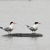 Rybitwa kalifornijska - Elegant Tern