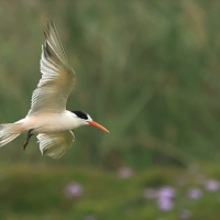 Rybitwa kalifornijska - Elegant Tern