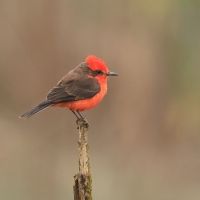 Żarek rubinowy, Pyrocephalus rubinus, Vermilion Flycatcher