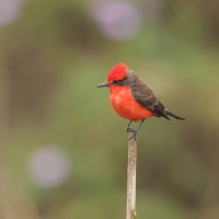 Żarek rubinowy - Vermilion Flycatcher