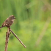 Żarek rubinowy - Vermilion Flycatcher