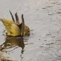 Szafranka peruwiańska - Raimondi's Yellow-Finch