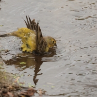 Szafranka peruwiańska - Raimondi's Yellow-Finch