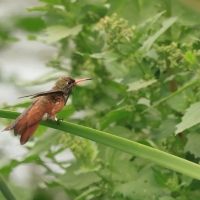 Szmaragdzik zielony - Amazilia Hummingbird