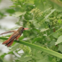 Szmaragdzik zielony, Amazilis amazylia, Amazilia Hummingbirds