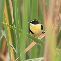 Tęczak - Many-colored Rush-Tyrant