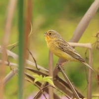 Szafranka peruwiańska - Raimondi's Yellow-Finch